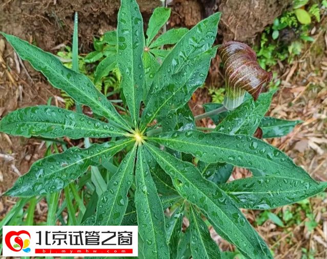 生天南星对孕妇有没有影响-生天南星对孕妇的副作用